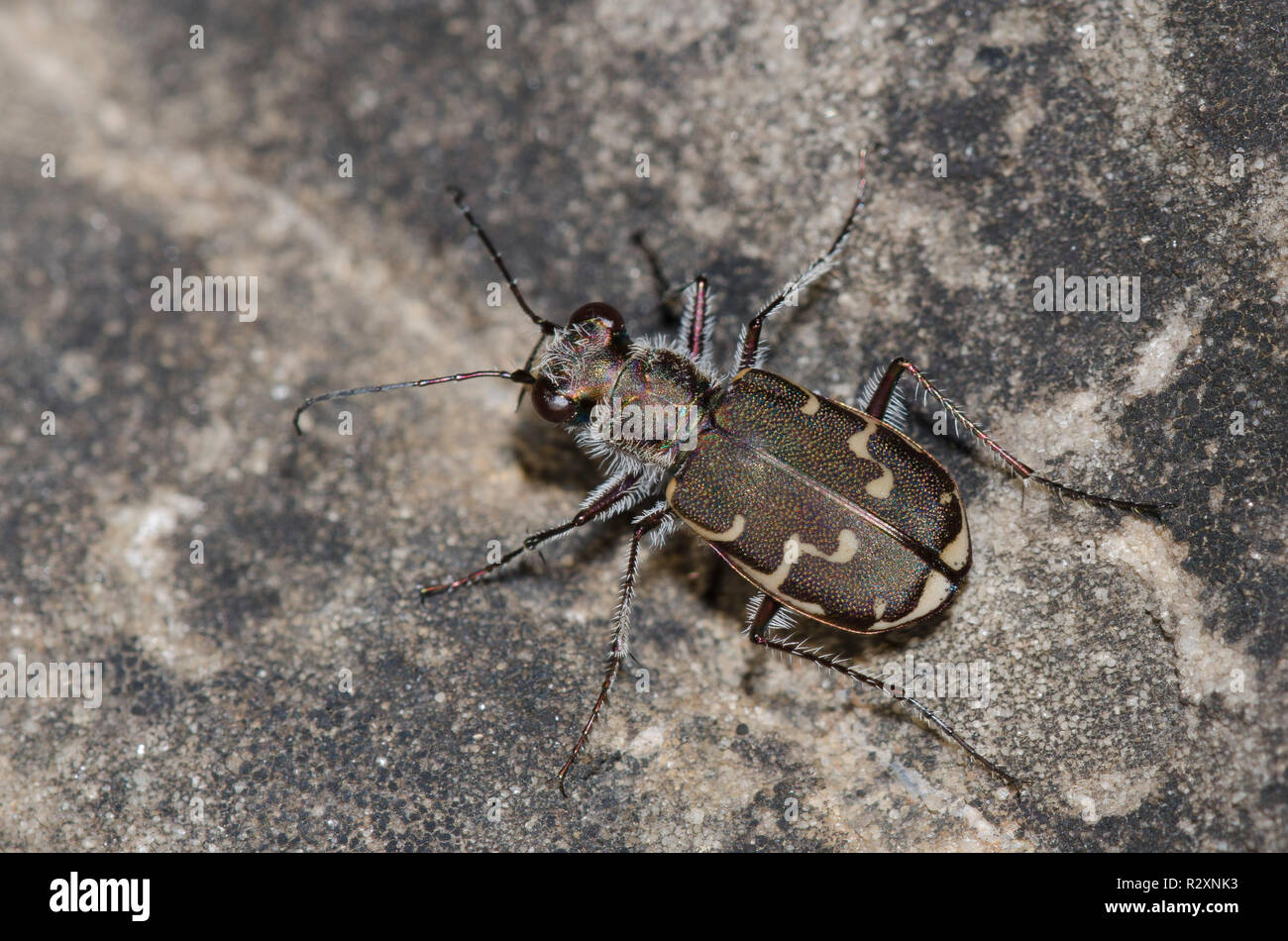 Tiger Beetle bronzées, Cicindela repanda Banque D'Images