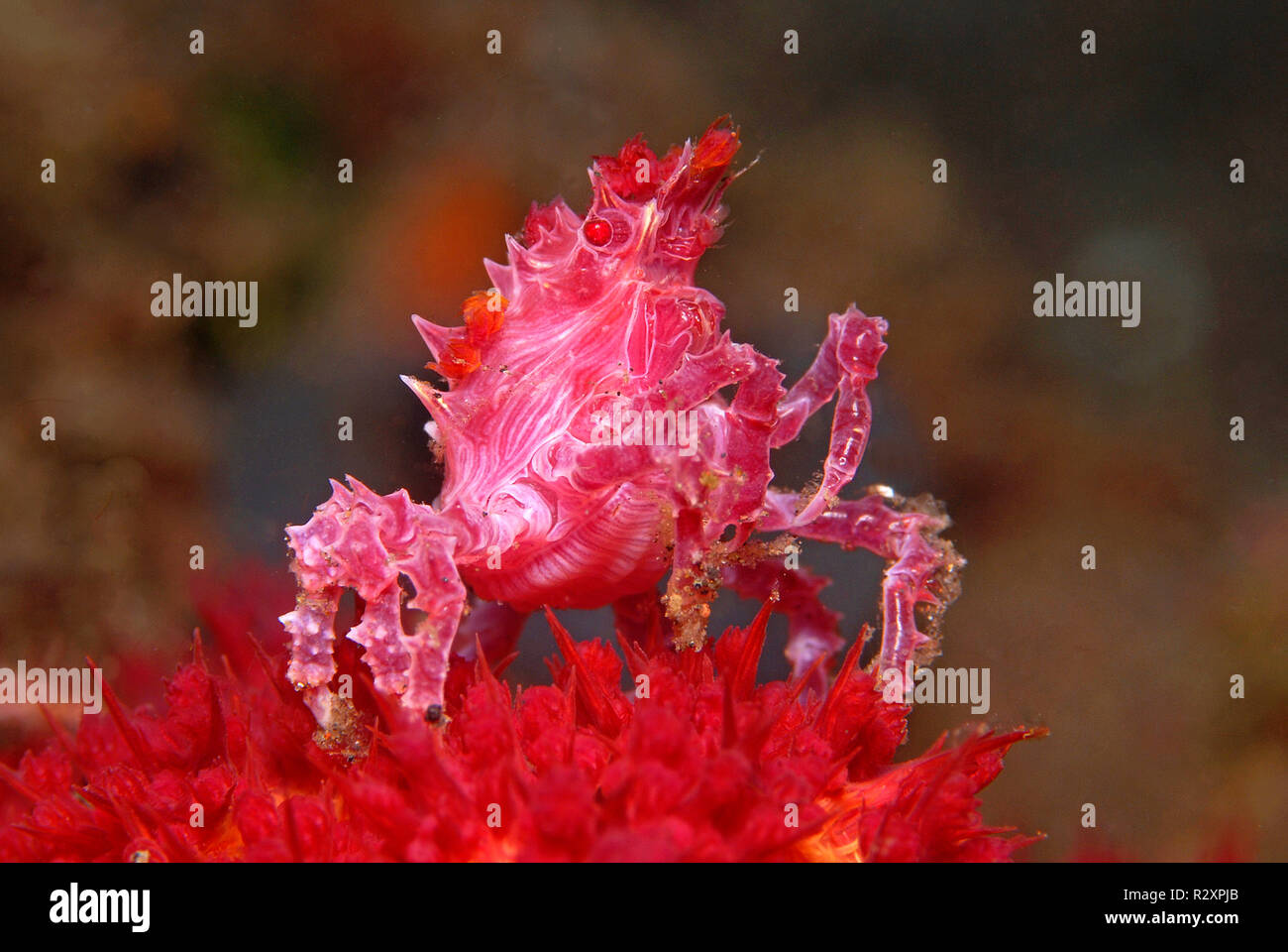 Crabe corail mou ou crabe Hoplophrys oatesii (bonbons) vivant dans les coraux mous (Alcyonacea), le Parc National de Komodo, l'île de Komodo, Indonésie Banque D'Images