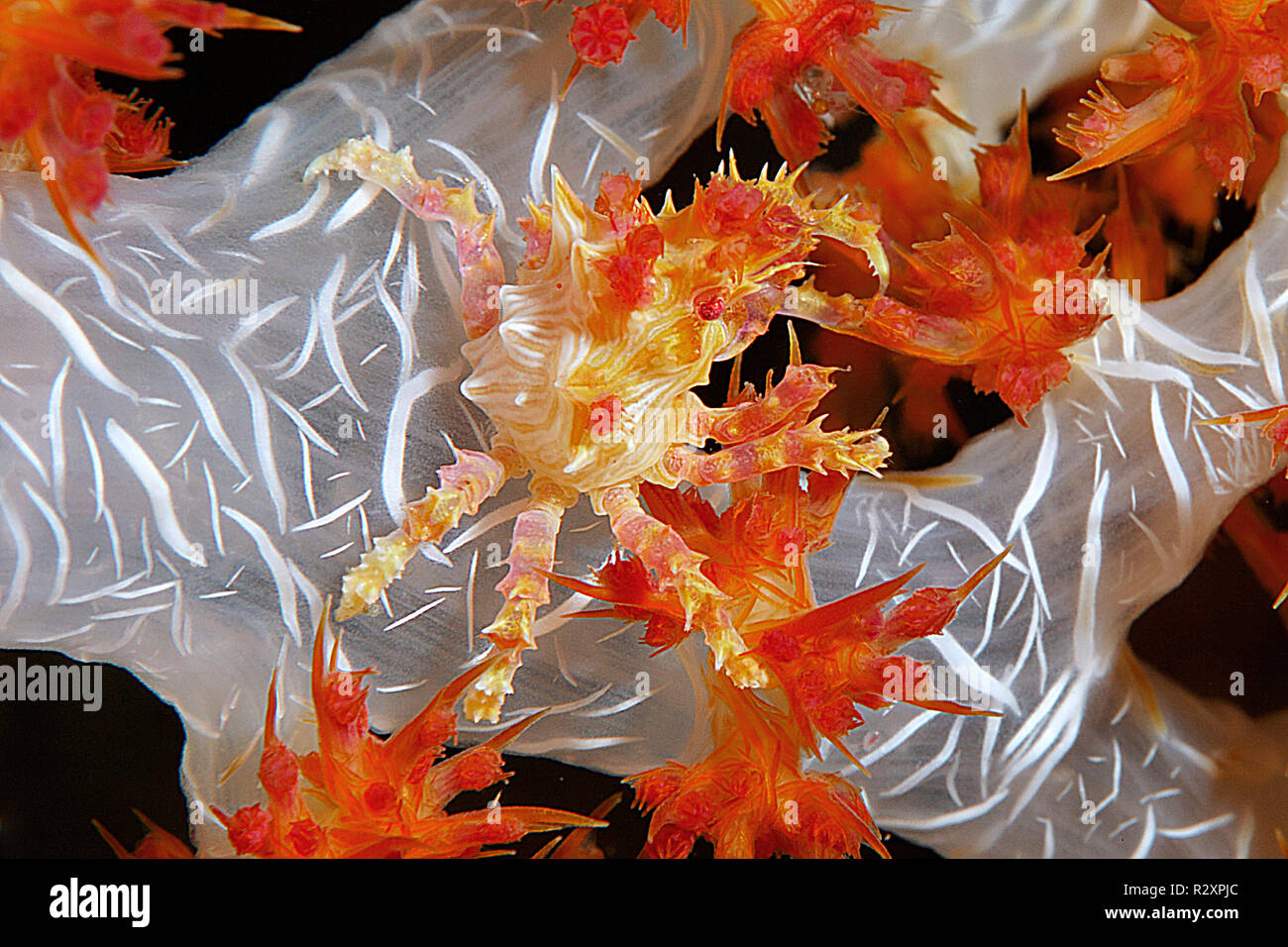 Crabe corail mou ou crabe Hoplophrys oatesii (bonbons) vivant dans les coraux mous (Alcyonacea), île de Wakatobi, Sulawesi, Indonésie Banque D'Images