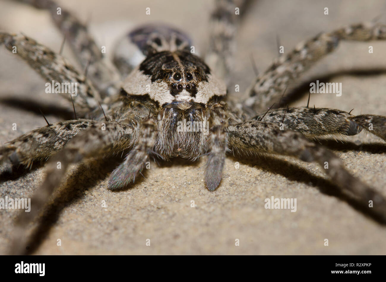 Araignées Dolomedes scriptus, pêche Banque D'Images
