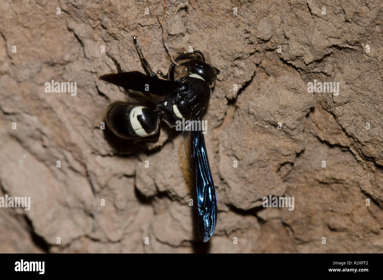 Quatre dents Mason, Monobia Wasp quadridens, femme faire boule de boue Banque D'Images