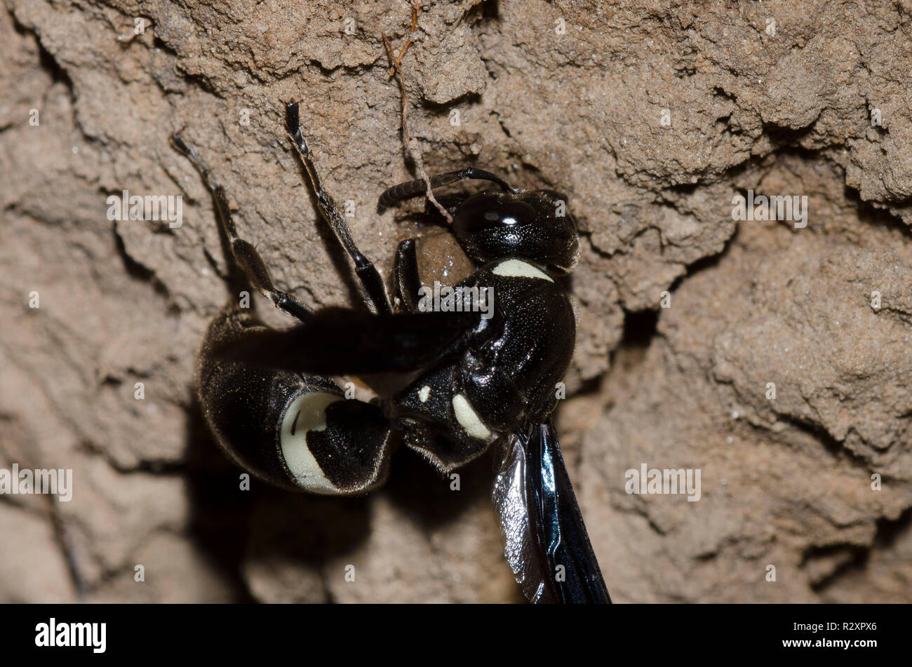 Quatre dents Mason, Monobia Wasp quadridens, femme faire boule de boue Banque D'Images