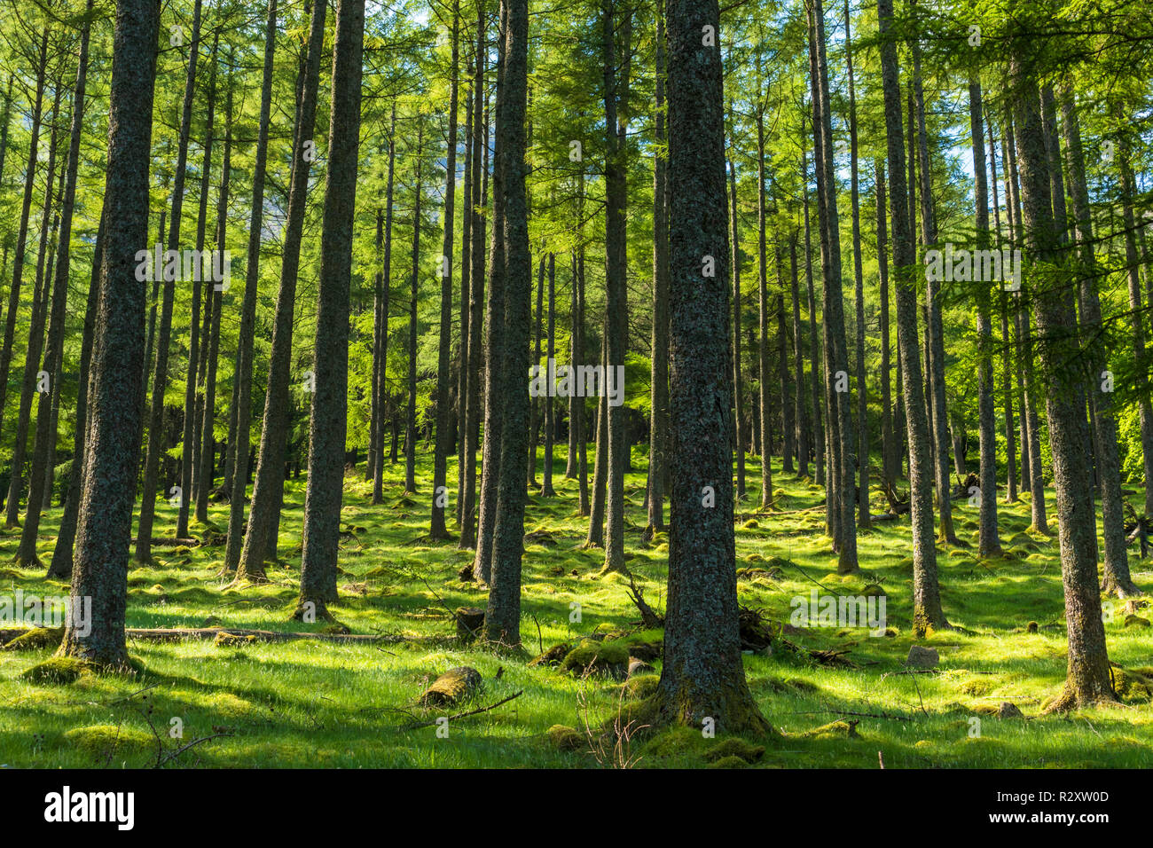 Lake District UK Buttermere lumière du soleil à travers les arbres de pin Bois Burtness Buttermere Lake District National Park Cumbria England UK GO Europe Banque D'Images