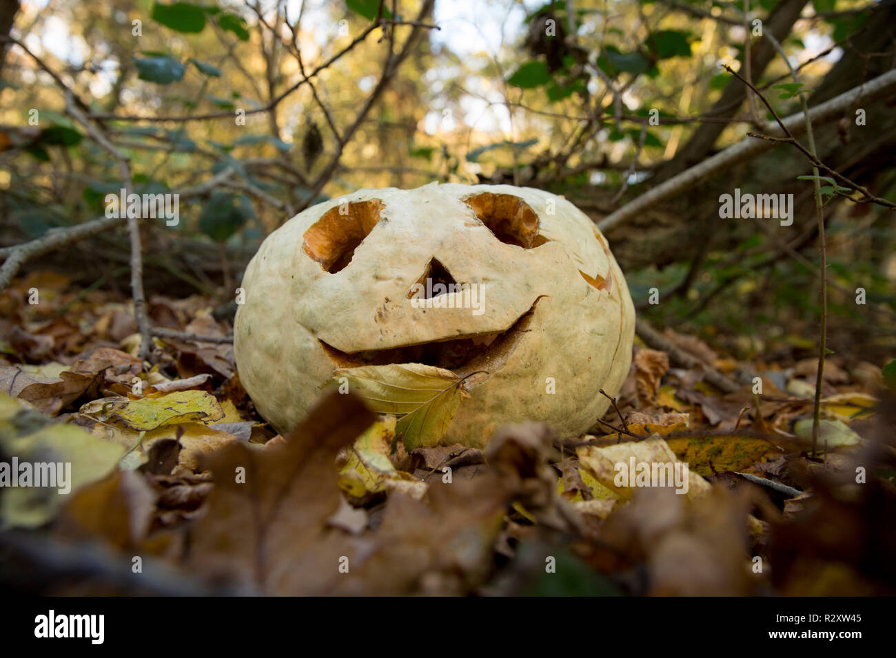 Un Halloween citrouille, ou Jack O'Lantern, avec un visage sculpté qui a été laissée dans les boisés et trouvé le 19 novembre. Nord du Dorset England UK GO Banque D'Images