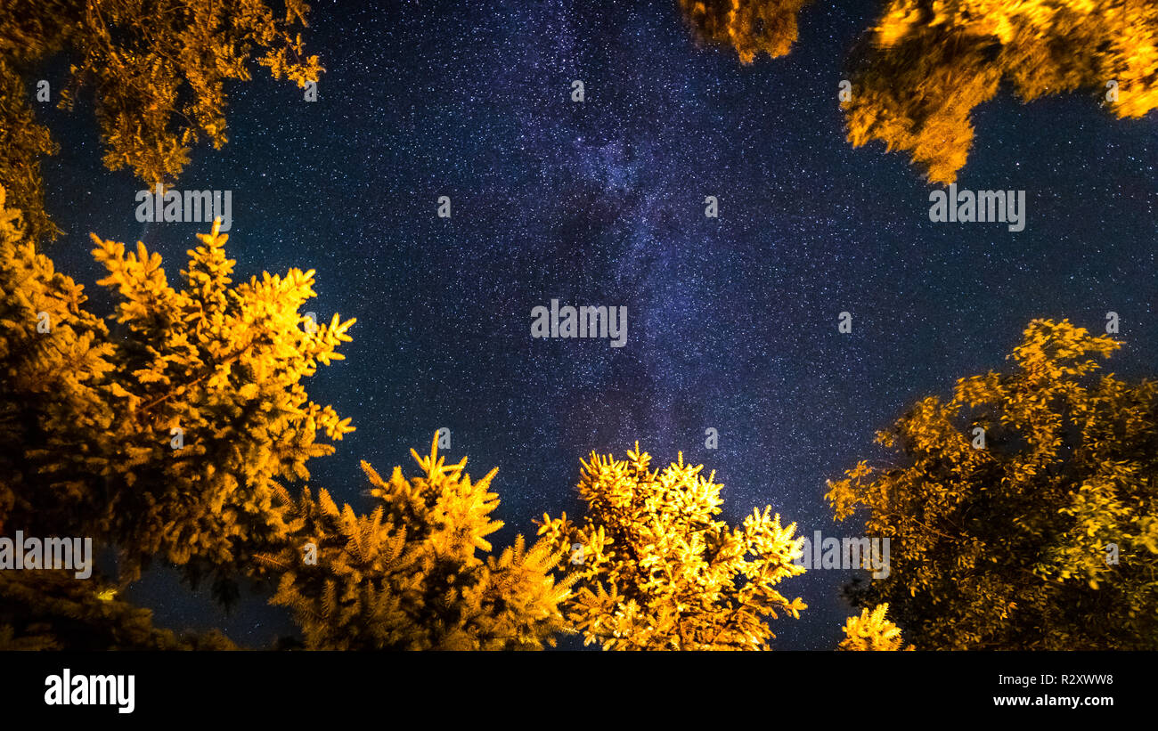 Magnifique ciel nocturne, voie lactée et arbres lumineux. Fond de nature artistique, photo de nuit Banque D'Images