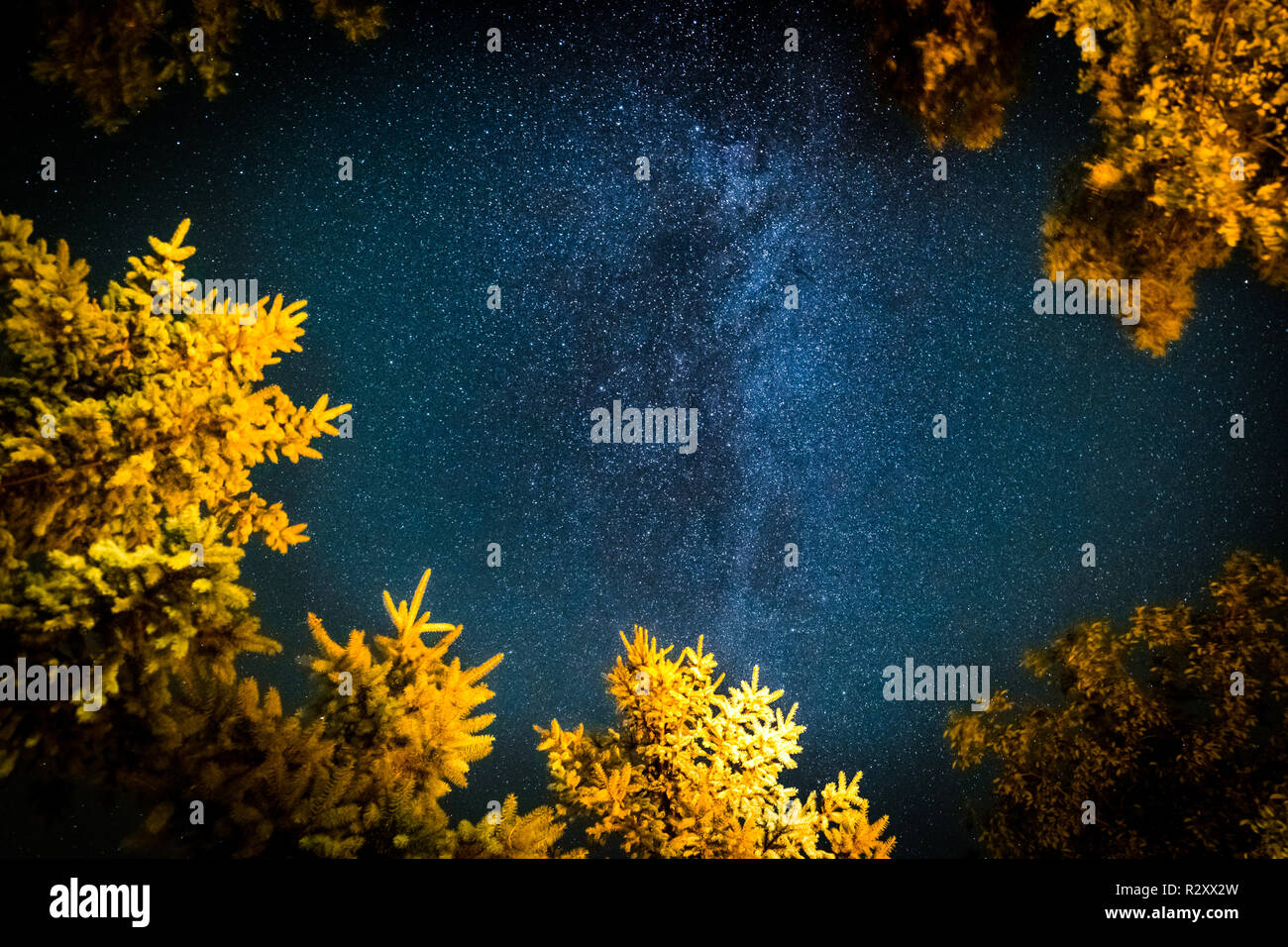 Magnifique ciel nocturne, voie lactée et arbres lumineux. Fond de nature artistique, photo de nuit Banque D'Images