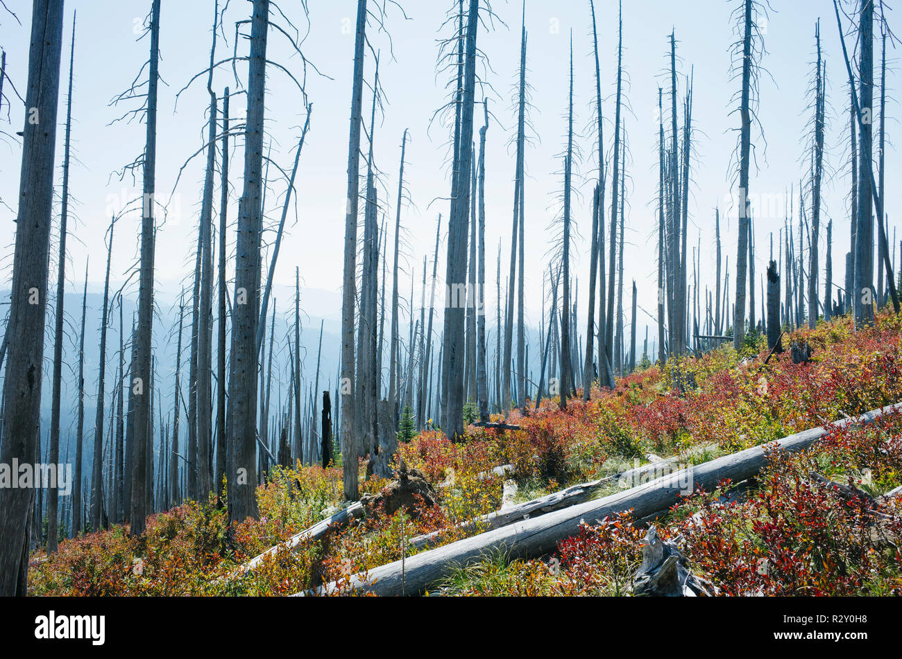 Fire Burnt Forest et nouvelle croissance de l'automne, près de Mt. Rainier National Park, Washington Banque D'Images