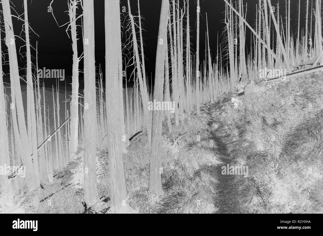 Le noir et blanc image inversée de la crête des Scandinaves feu de forêt arbres endommagés près de Mount Rainier National Park sur le Pacific Crest Trail. Banque D'Images