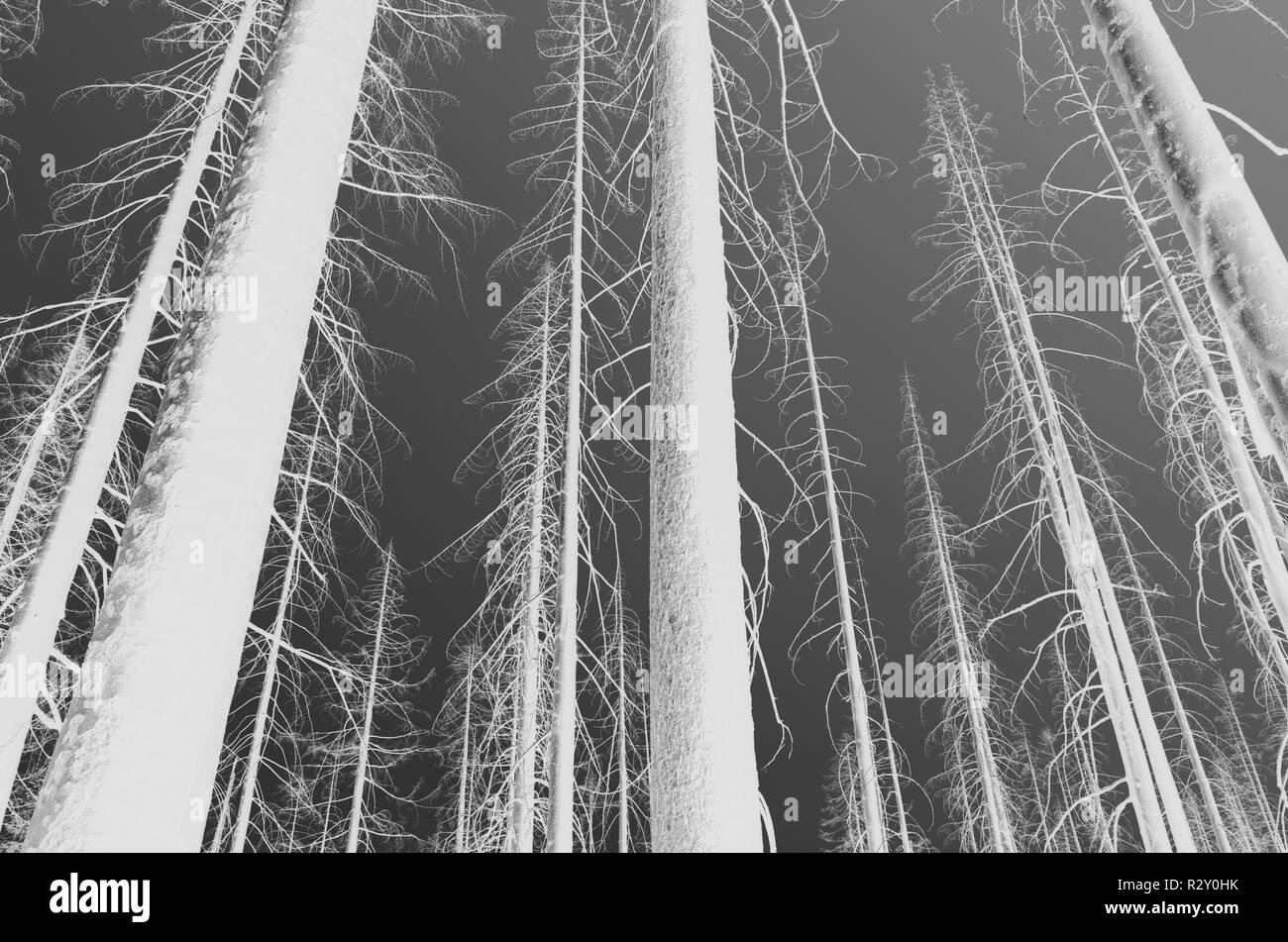 Le noir et blanc image inversée de la crête des Scandinaves feu de forêt arbres endommagés, low angle view, près de Mount Rainier National Park sur la Pacific Crest Trai Banque D'Images