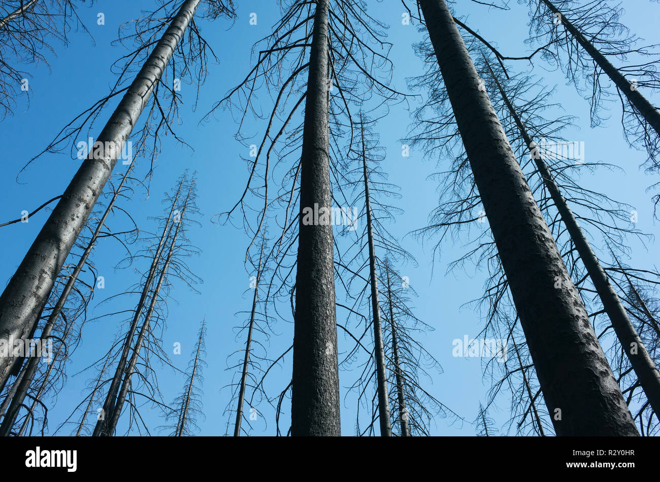 Low angle view of la crête scandinave feu de forêt arbres endommagés près de Mount Rainier National Park sur le Pacific Crest Trail. Banque D'Images