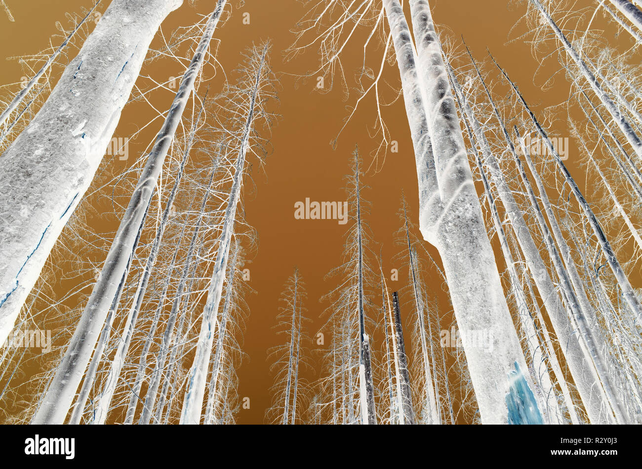 Le noir et blanc image inversée de la crête des Scandinaves feu de forêt arbres endommagés, low angle view, près de Mount Rainier National Park sur la Pacific Crest Trai Banque D'Images