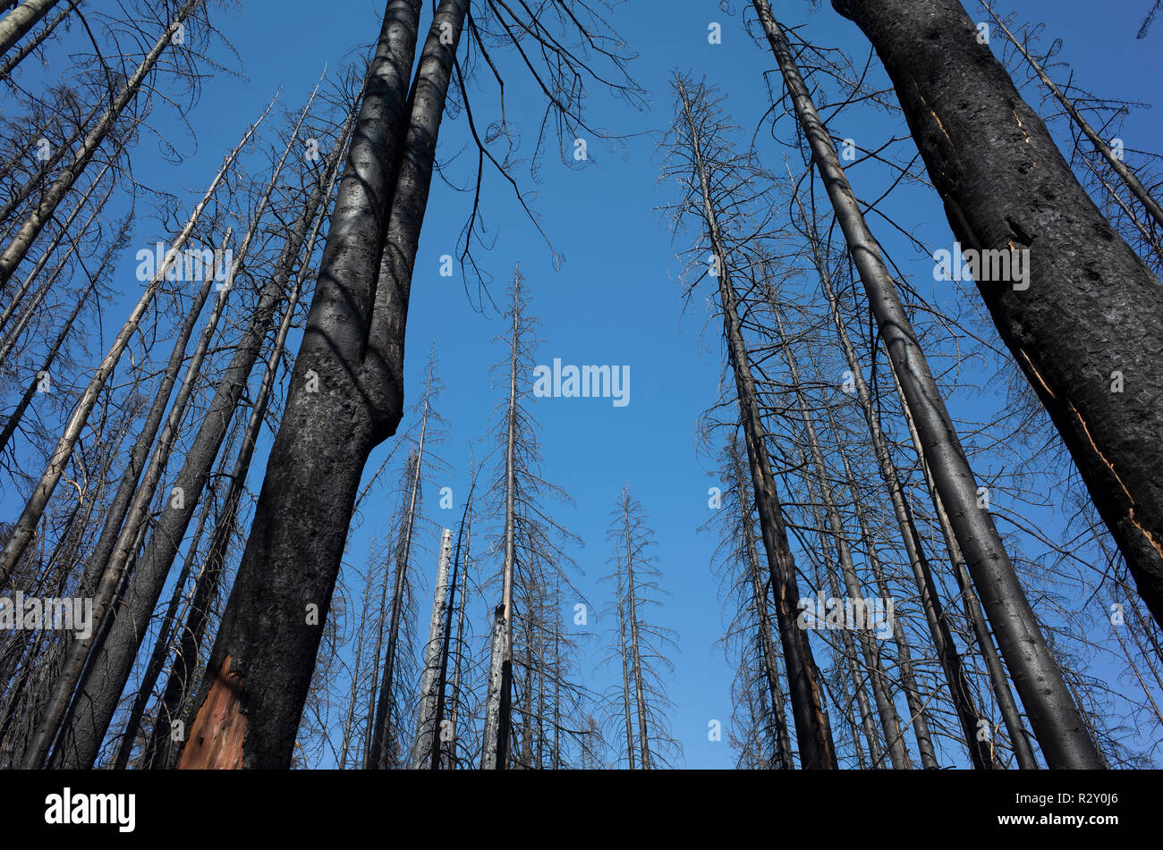 Low angle view of la crête scandinaves après un incendie de forêt, vue du sol, près de Mount Rainier National Park, Washington Banque D'Images