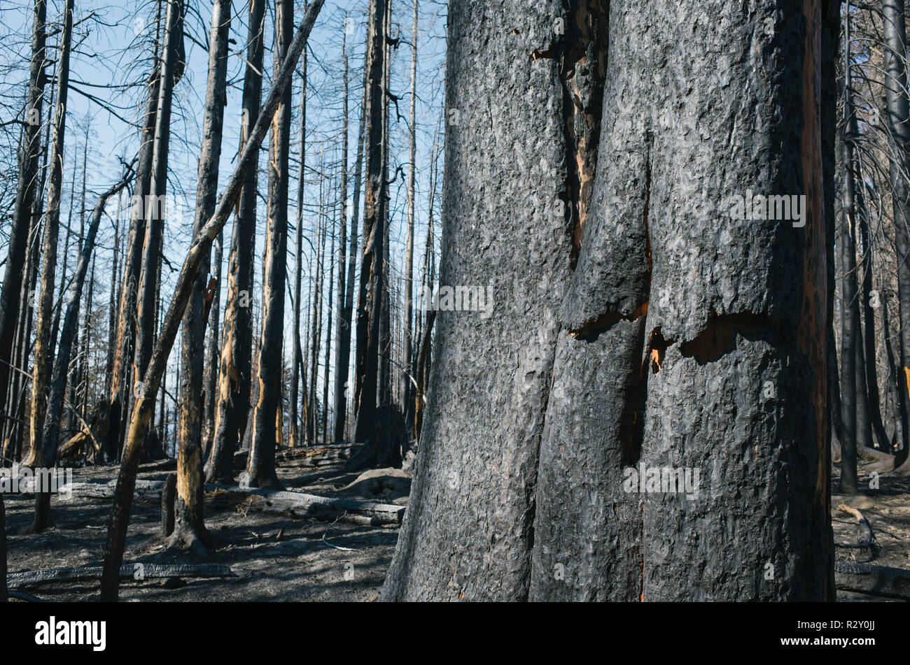 Détail de l'arbre brûlé et de la forêt, près de l'incendie de pointe scandinaves Mt. Rainier National Park, Washington Banque D'Images