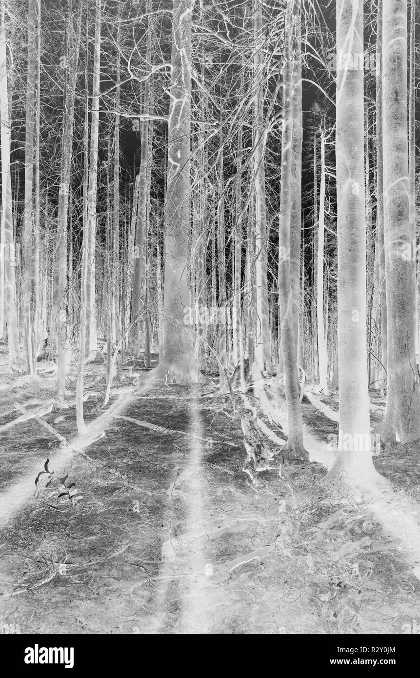 Le noir et blanc image inversée d'un an maximum en vieux norrois, incendies de forêt près de Mt. Rainier National Park (le long de la section I de la Pacific Crest Trail, bof Banque D'Images