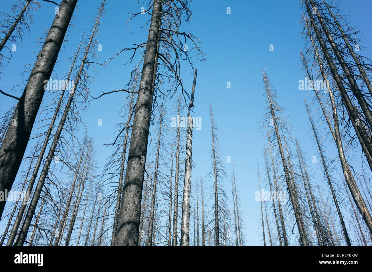Le noir et blanc image inversée de la crête des Scandinaves feu de forêt arbres endommagés, près de Mount Rainier National Park Banque D'Images