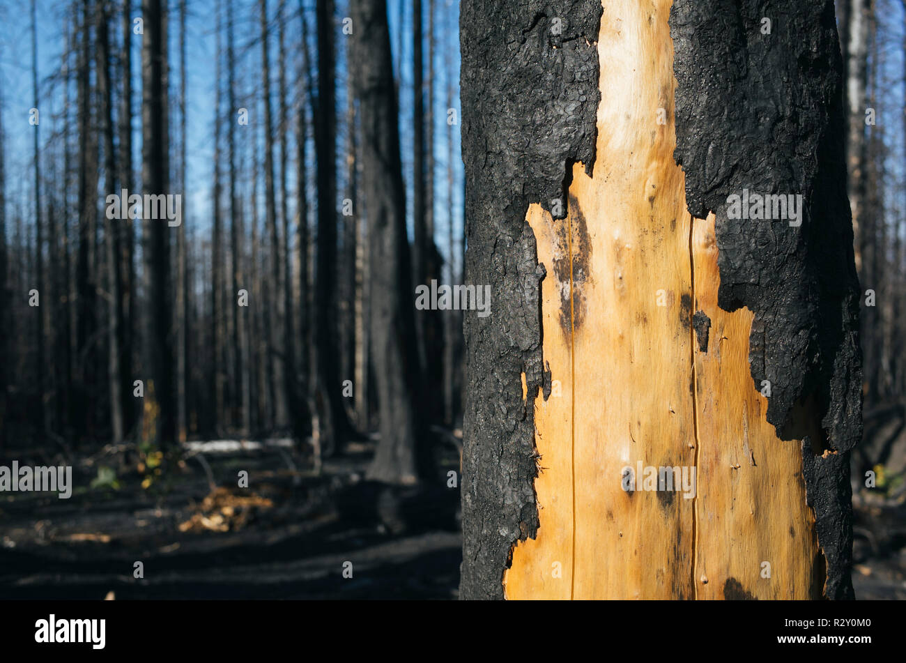 Détail de l'arbre brûlé et de la forêt, près de l'incendie de pointe scandinaves Mt. Rainier National Park, Washington Banque D'Images