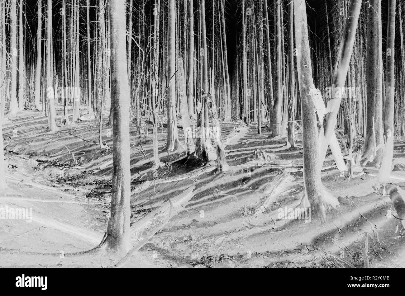 Le noir et blanc image inversée de la crête des Scandinaves feu de forêt arbres endommagés, près de Mount Rainier National Park Banque D'Images