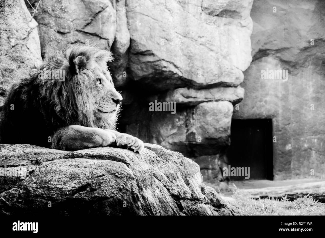 Un lion mâle en noir et blanc Banque D'Images