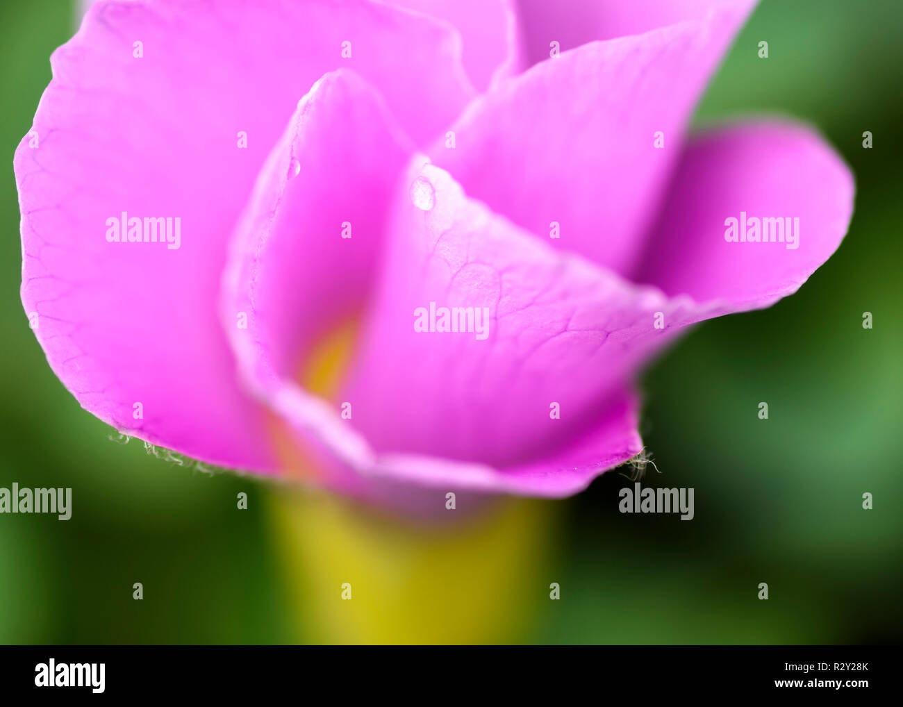 Close up macro photo d'une herbe rose fleur avec pétales virevoltantes. Banque D'Images