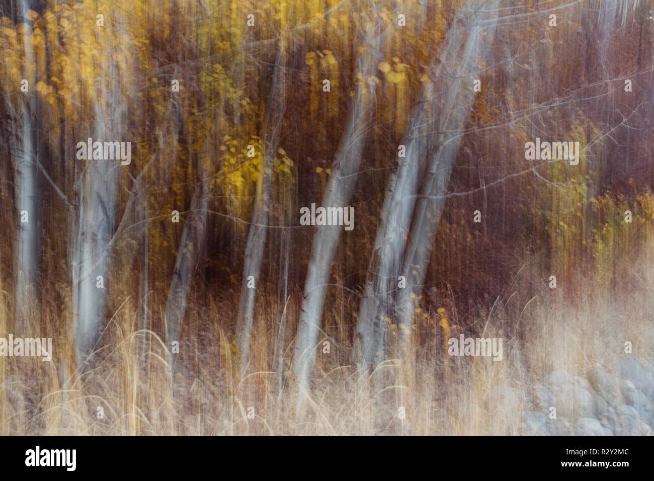 Blurred motion, une forêt de trembles en automne, tout droit sur le tronc des arbres blancs, résumé. Banque D'Images