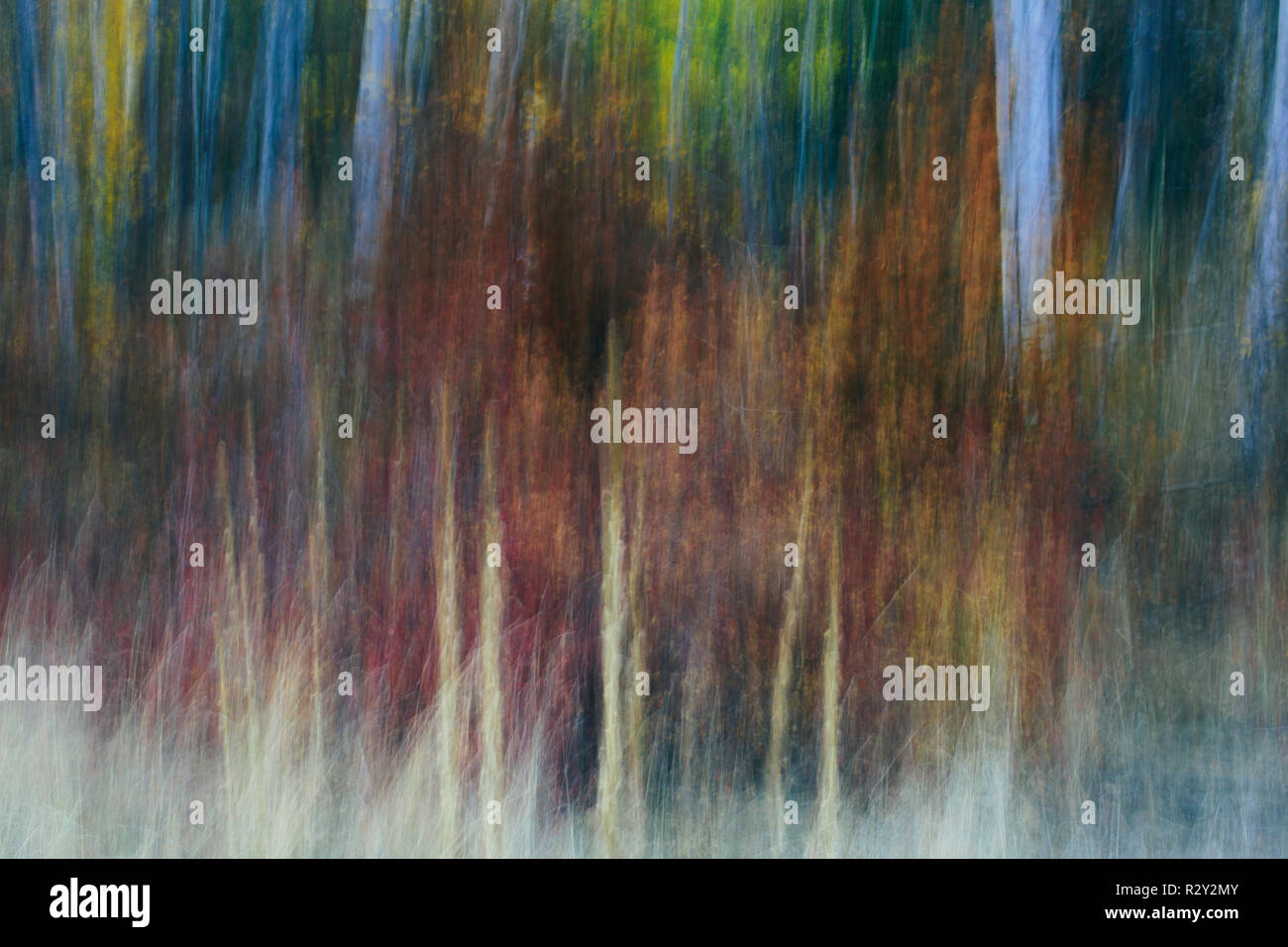 Blurred motion, une forêt de trembles en automne, tout droit sur le tronc des arbres blancs, résumé. Banque D'Images