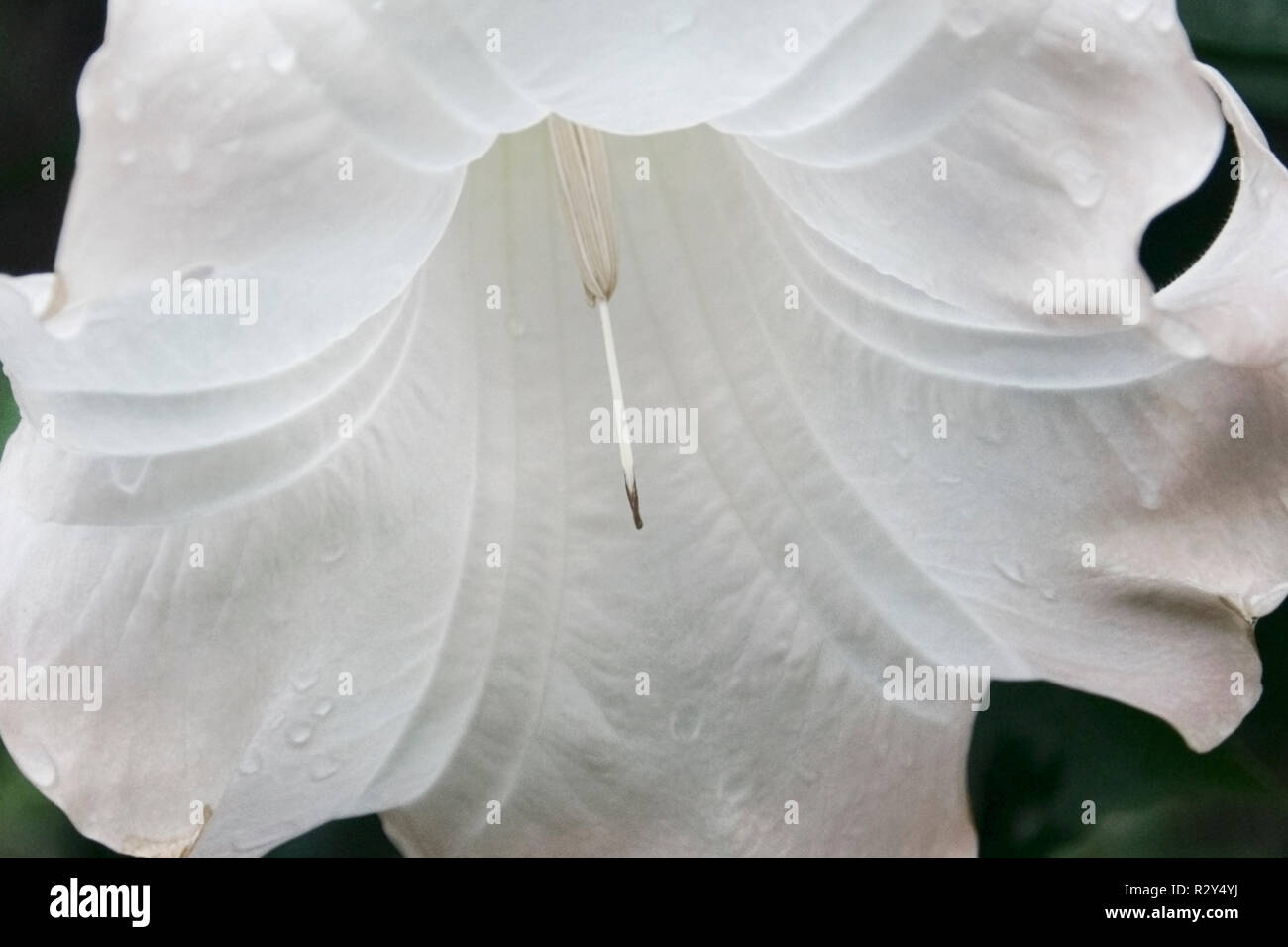 Grande fleur blanche en gouttes de pluie des îlots de texture des pétales Banque D'Images