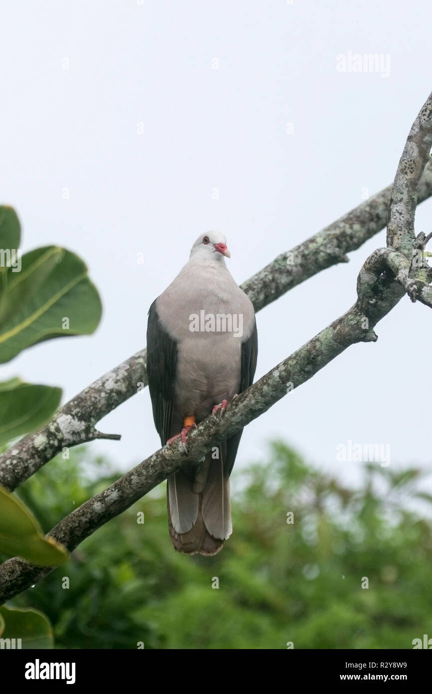 Nesoenas mayeri Maurice pigeon perché adultes en arbre sur l'Ile aux Aigrettes, Ile Maurice Banque D'Images