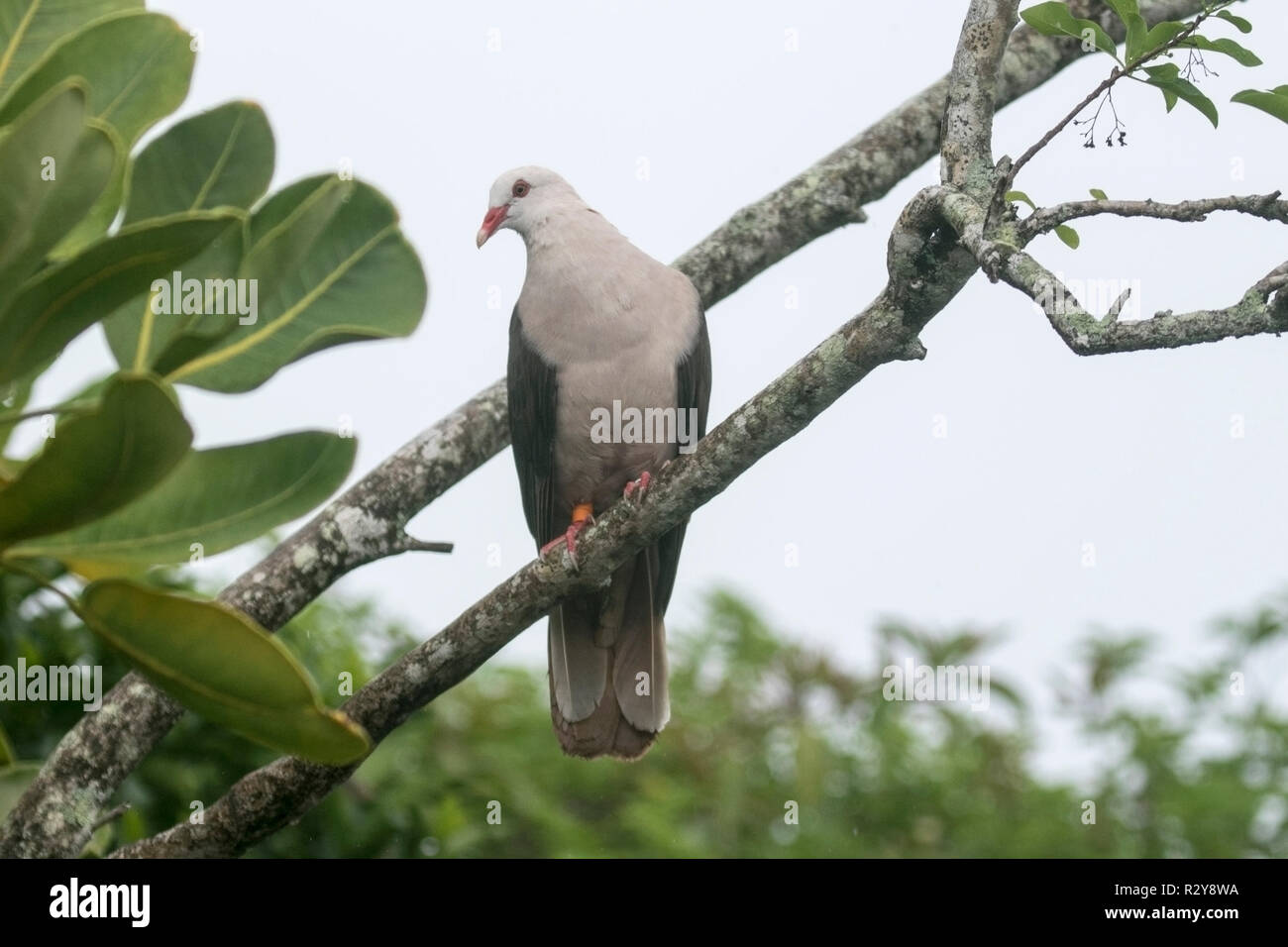 Nesoenas mayeri Maurice pigeon perché adultes en arbre sur l'Ile aux Aigrettes, Ile Maurice Banque D'Images
