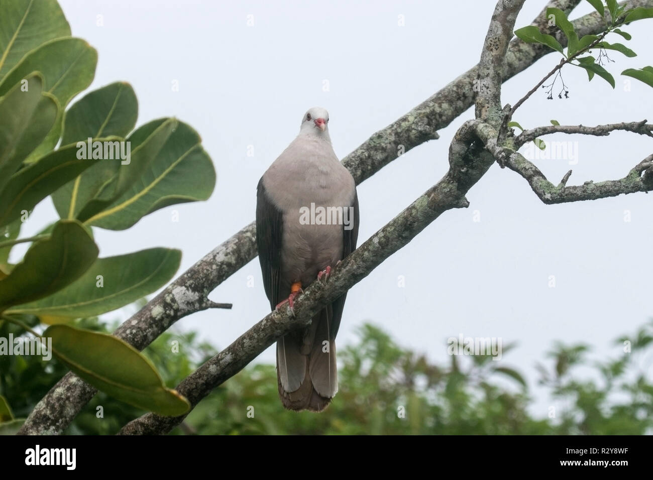 Nesoenas mayeri Maurice pigeon perché adultes en arbre sur l'Ile aux Aigrettes, Ile Maurice Banque D'Images