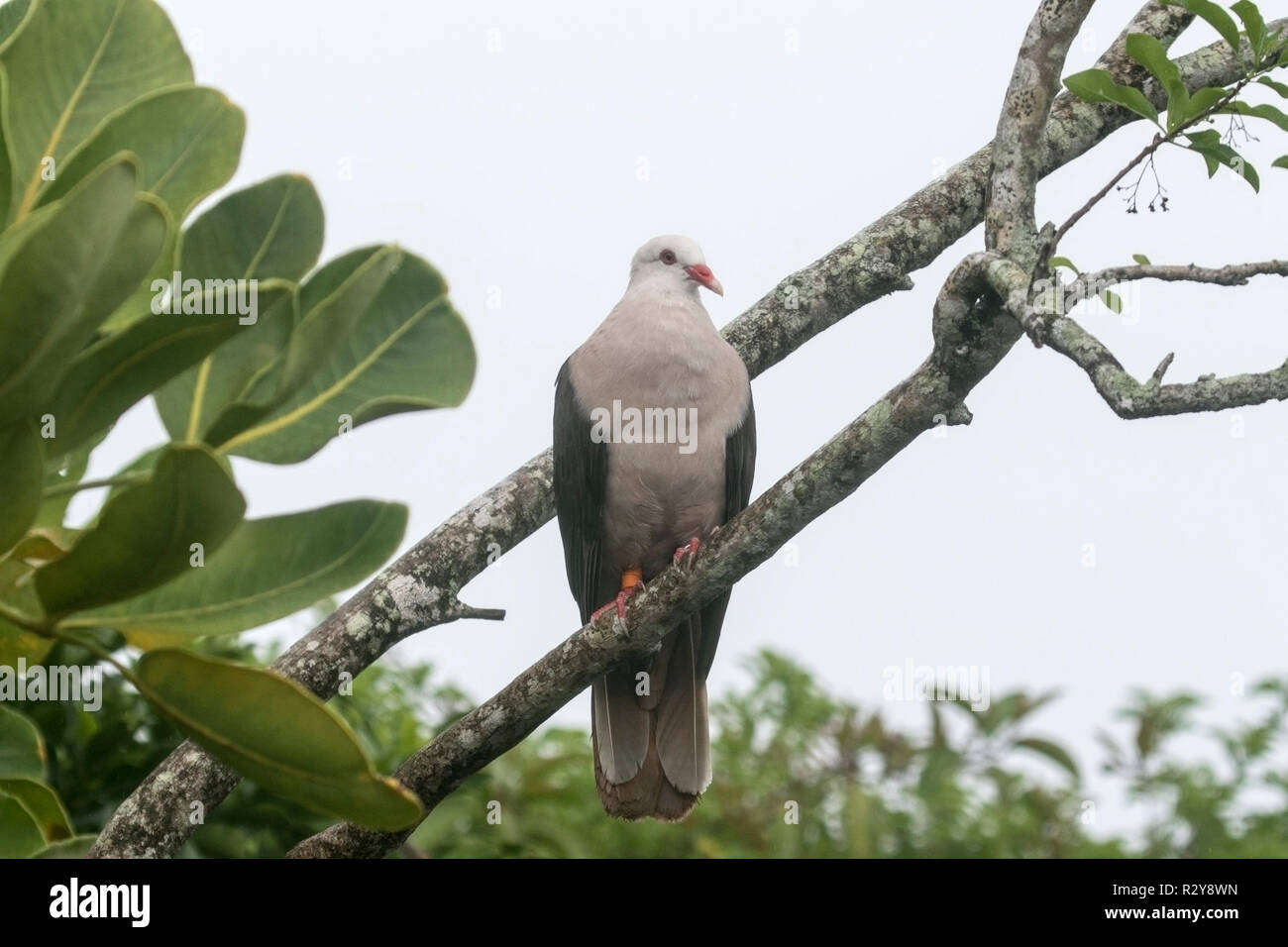 Nesoenas mayeri Maurice pigeon perché adultes en arbre sur l'Ile aux Aigrettes, Ile Maurice Banque D'Images