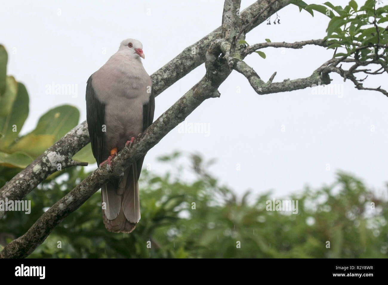 Nesoenas mayeri Maurice pigeon perché adultes en arbre sur l'Ile aux Aigrettes, Ile Maurice Banque D'Images