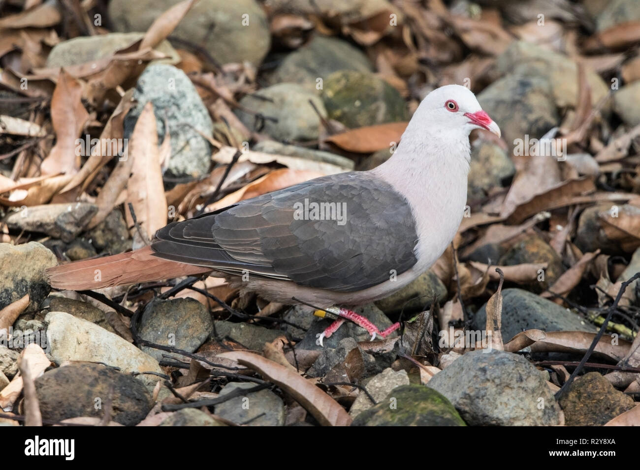 Nesoenas mayeri Maurice pigeon perché sur adultes la masse dans l'Ile Maurice Banque D'Images