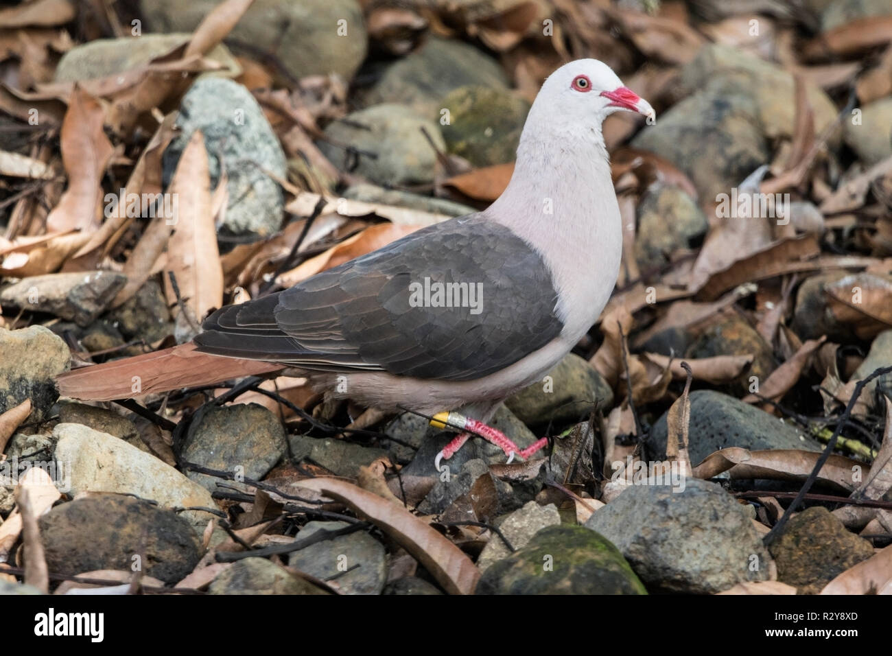 Nesoenas mayeri Maurice pigeon perché sur adultes la masse dans l'Ile Maurice Banque D'Images