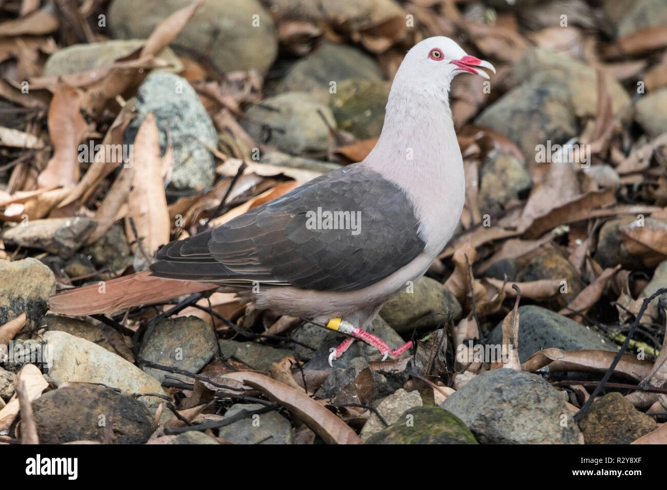 Nesoenas mayeri Maurice pigeon perché sur adultes la masse dans l'Ile Maurice Banque D'Images