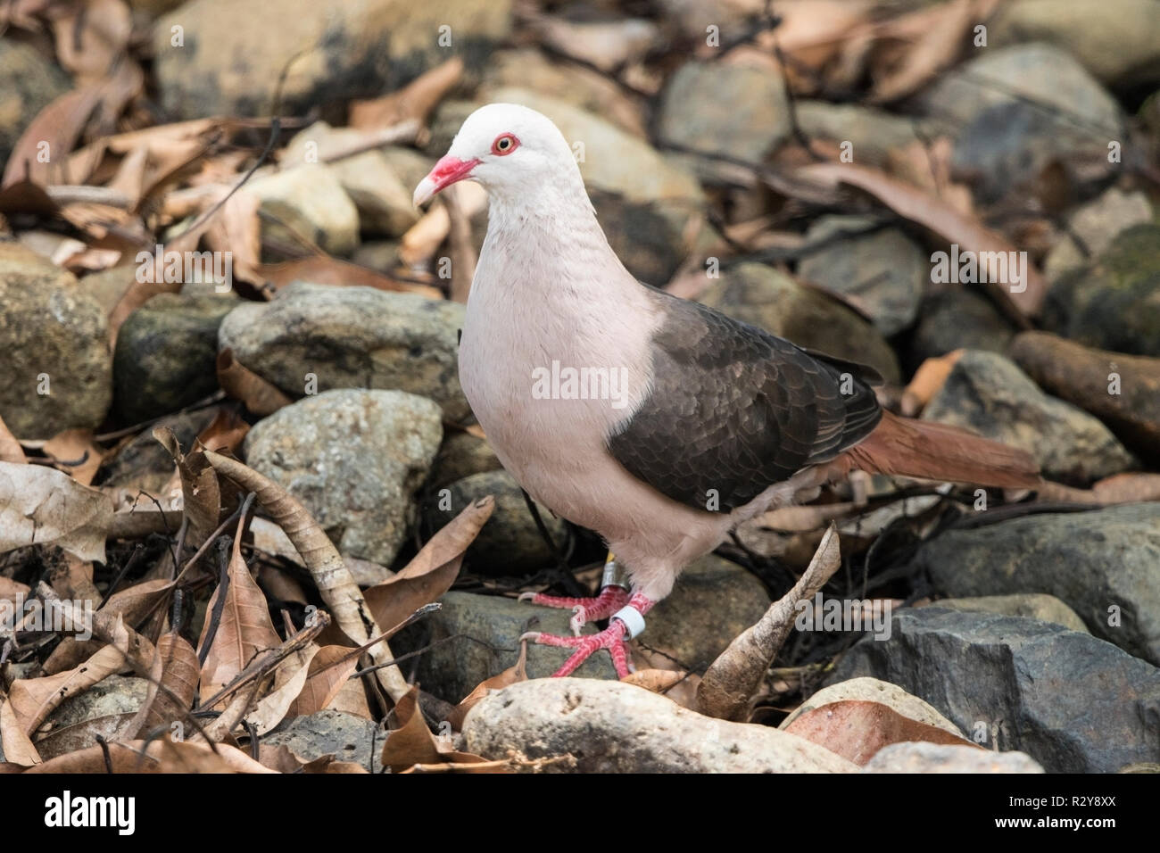 Nesoenas mayeri Maurice pigeon perché sur adultes la masse dans l'Ile Maurice Banque D'Images