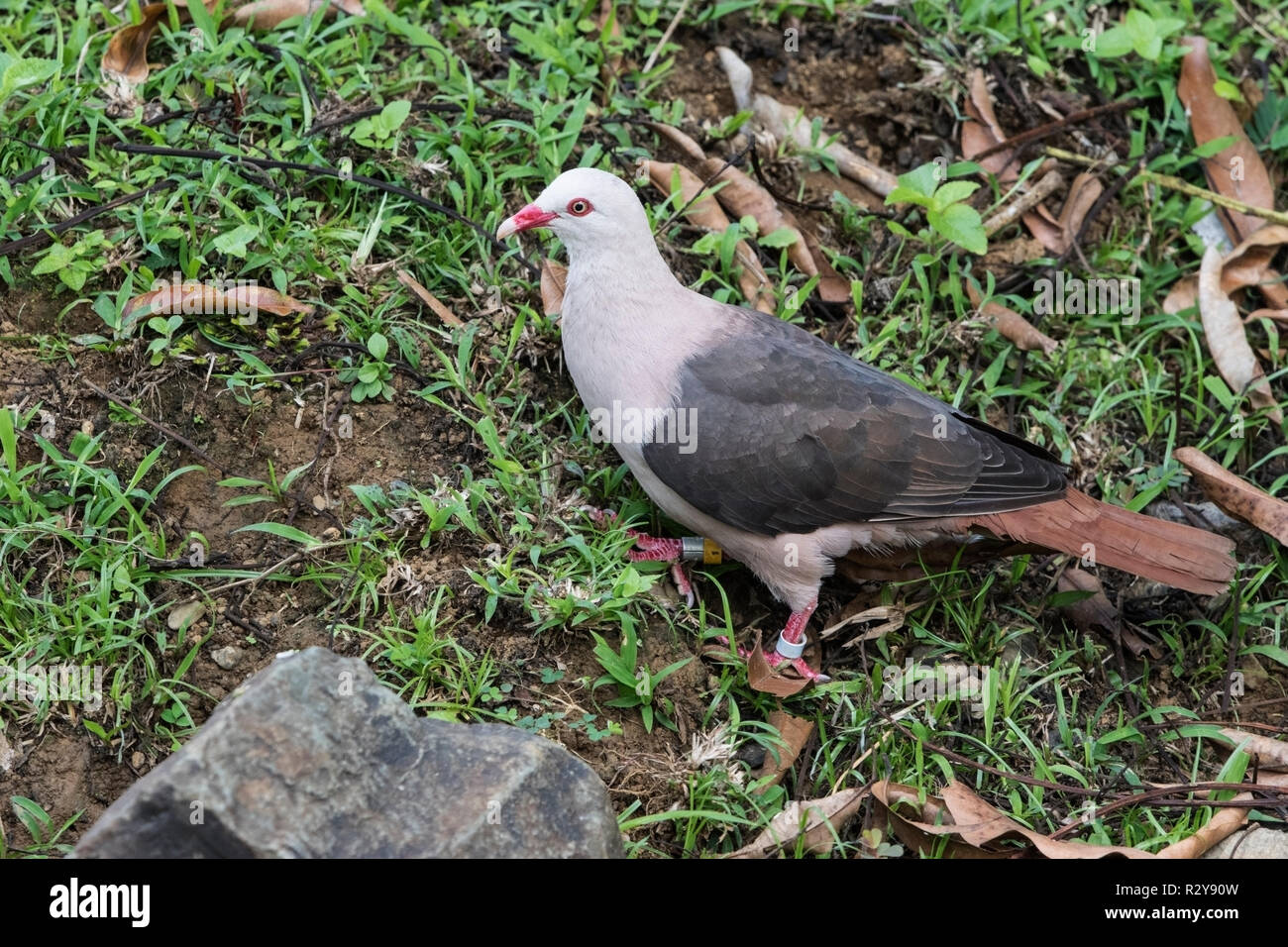 Nesoenas mayeri Maurice pigeon perché sur adultes la masse dans l'Ile Maurice Banque D'Images