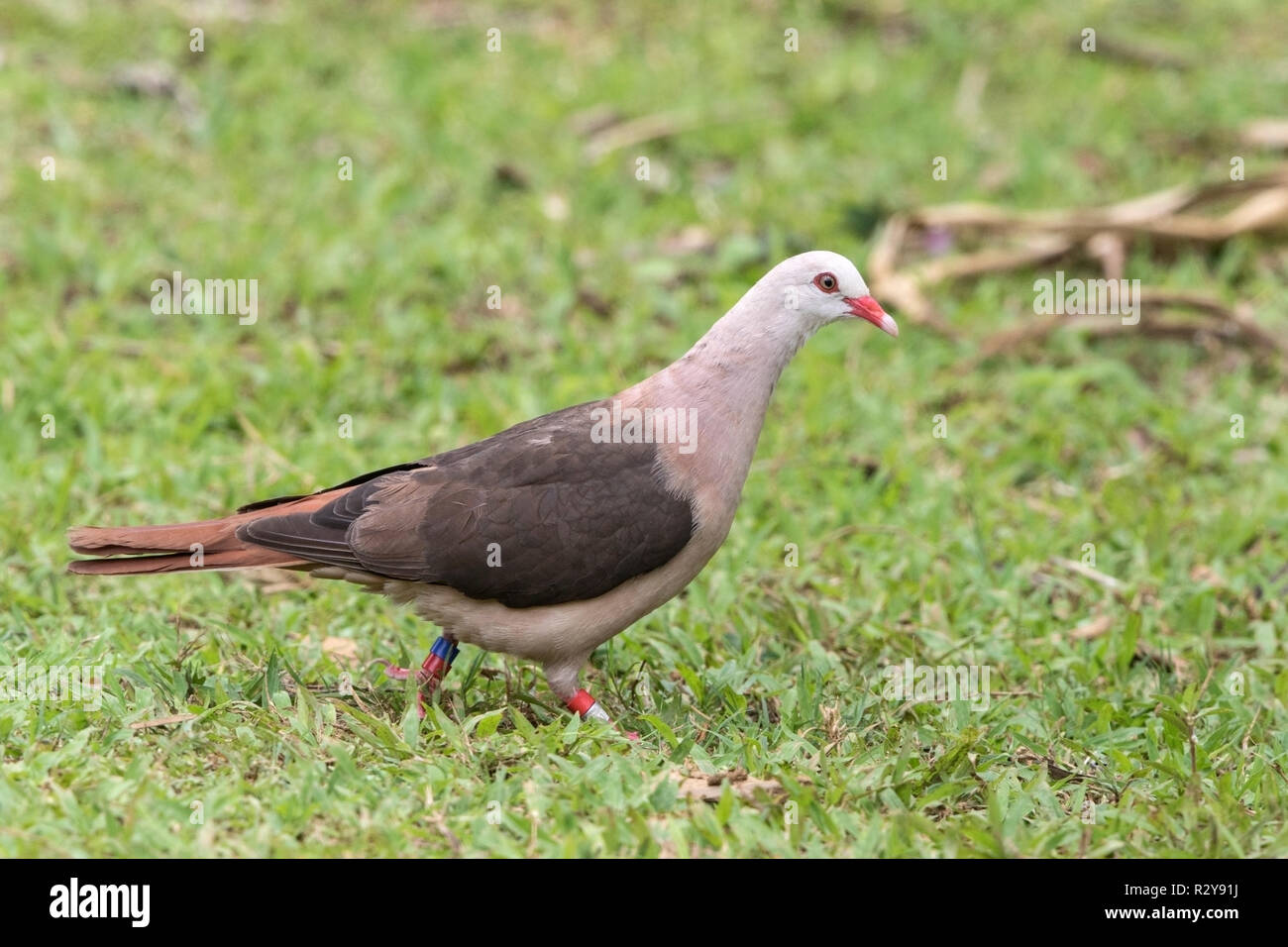 Nesoenas mayeri Maurice pigeon perché sur adultes la masse dans l'Ile Maurice Banque D'Images