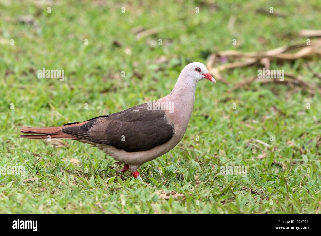 Nesoenas mayeri Maurice pigeon perché sur adultes la masse dans l'Ile Maurice Banque D'Images