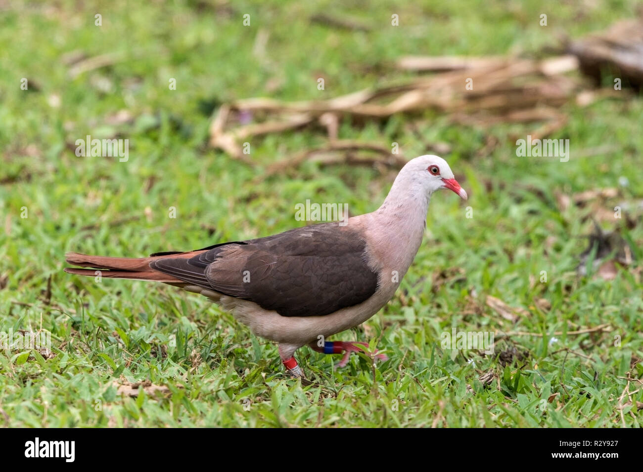 Nesoenas mayeri Maurice pigeon perché sur adultes la masse dans l'Ile Maurice Banque D'Images