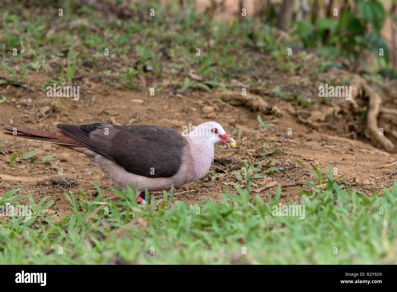Nesoenas mayeri Maurice pigeon perché sur adultes la masse dans l'Ile Maurice Banque D'Images