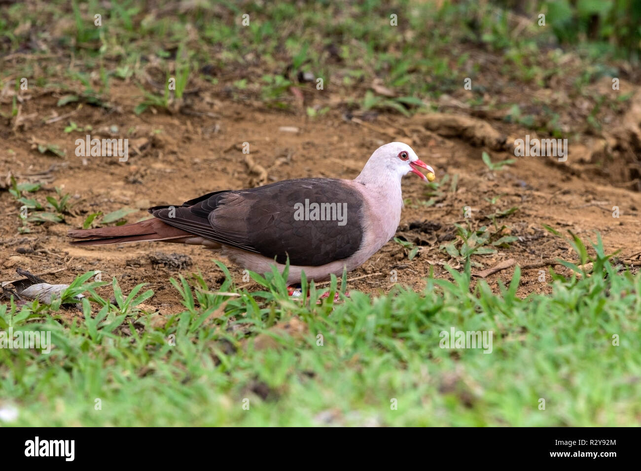 Nesoenas mayeri Maurice pigeon perché sur adultes la masse dans l'Ile Maurice Banque D'Images