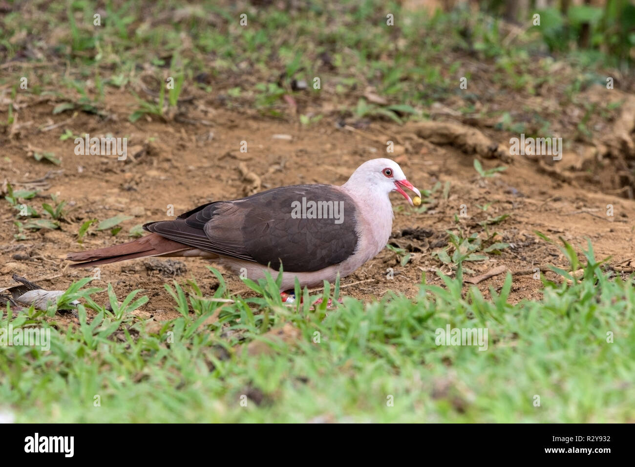 Nesoenas mayeri Maurice pigeon perché sur adultes la masse dans l'Ile Maurice Banque D'Images