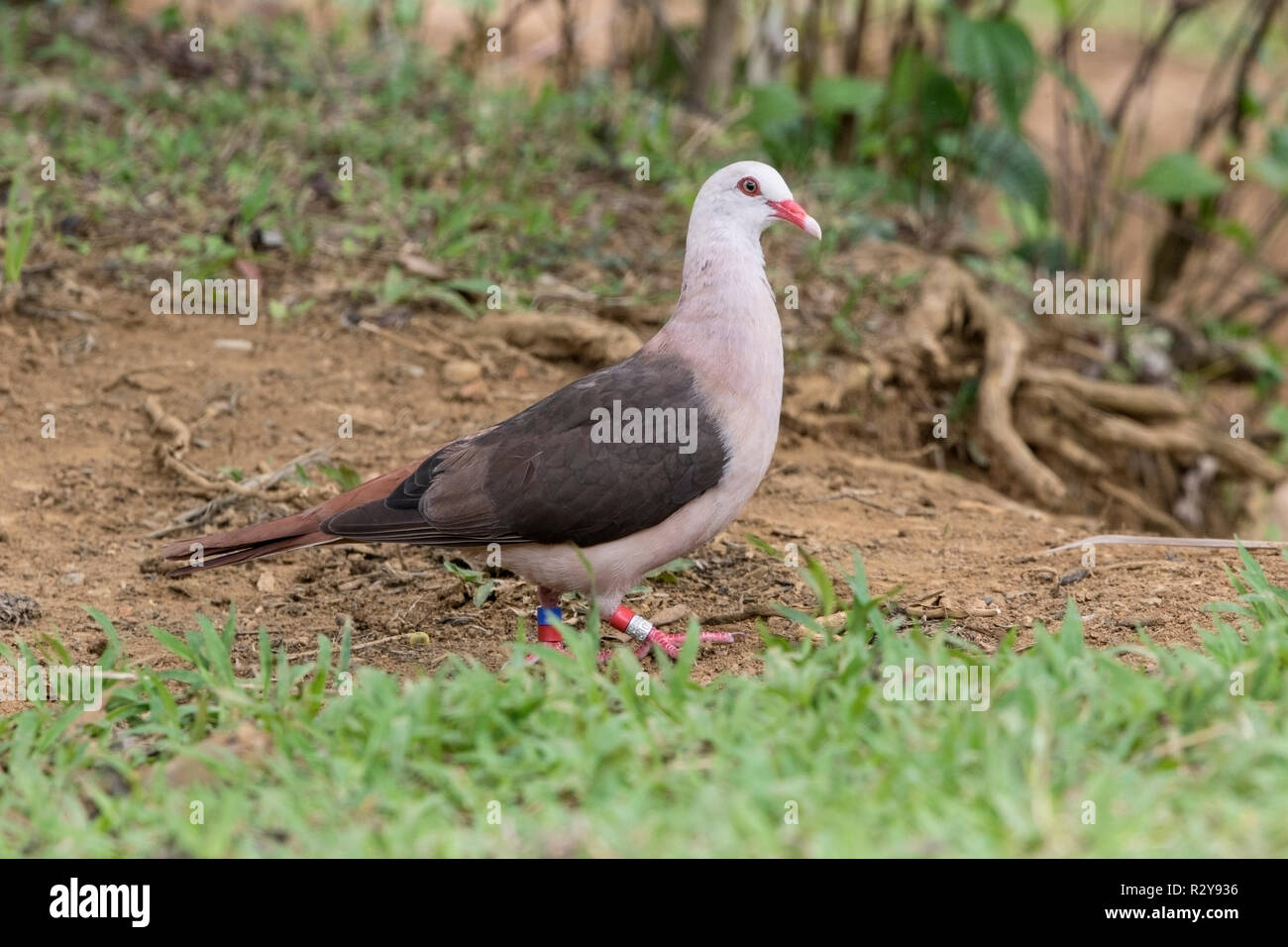 Nesoenas mayeri Maurice pigeon perché sur adultes la masse dans l'Ile Maurice Banque D'Images