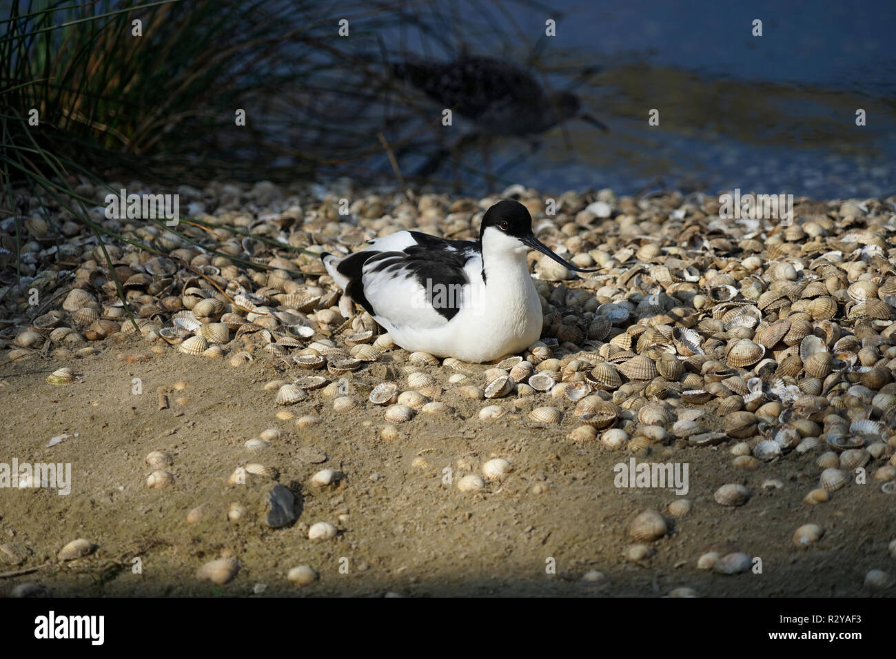 Avocette sur une plage jonchée cockleshell Banque D'Images