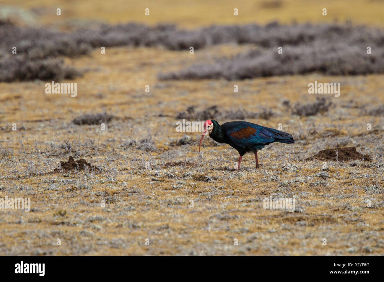 Le sud de l'Ibis chauve Geronticus calvus Sani Pass, le Lesotho 31 août 2018 Threskiornithidae Adultes Banque D'Images