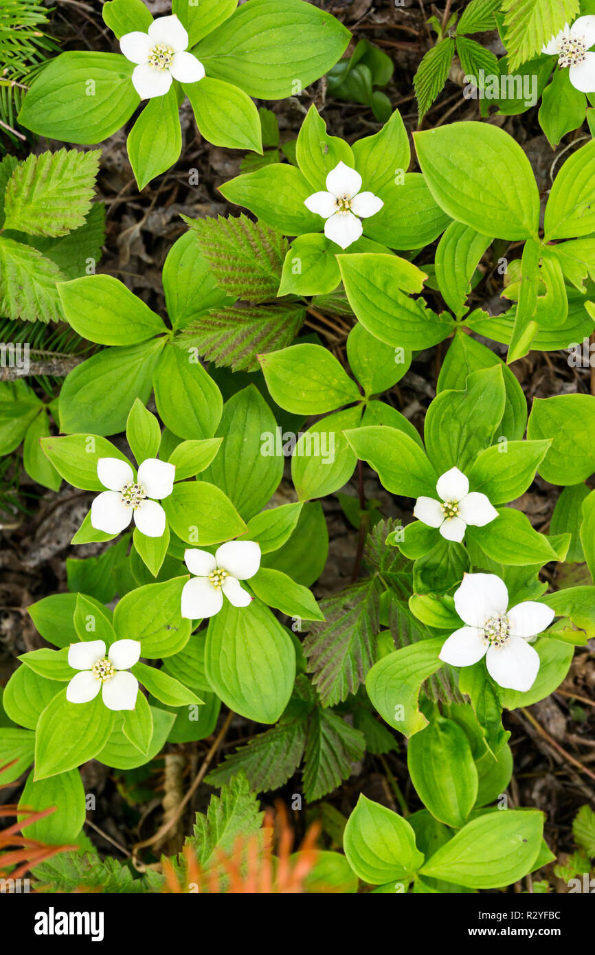 Craccurberry, Cornus canadensis, poussent à l'état sauvage dans la région de Terre-Neuve, Canada. Banque D'Images