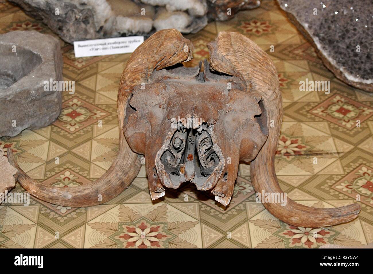 Crâne de mammouth DANS MUSEUM À MIRNY, Sibérie, Russie. Banque D'Images