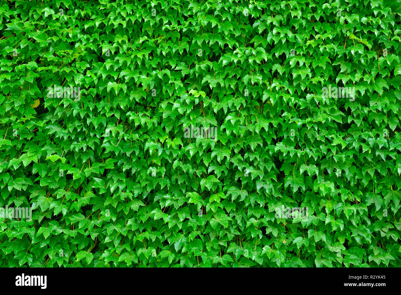 Fond vert Feuilles Banque D'Images