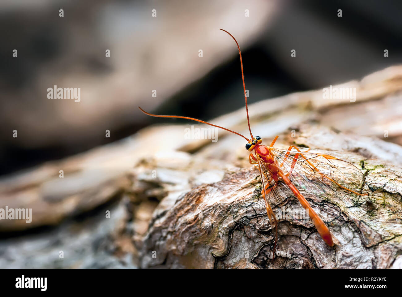 Une photographie montrant une mouche Ichneumon Wasp (Ophion luteus). Ce wasp a été récupérée sous forme notre espèce de piège et libéré. Encore un peu hébété forment sa overnig Banque D'Images