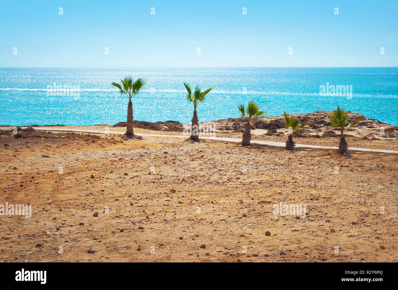 Image de cinq petits palmiers sur la plage désertique sur l'arrière-plan de la surface de la mer bleu brillant et ciel d'été sans nuages. Banque D'Images